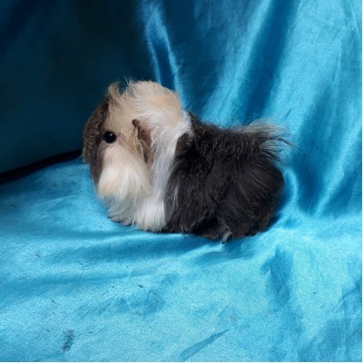 Ginepig Peruvian Guinea Pig Dişi Sahiplednirildi