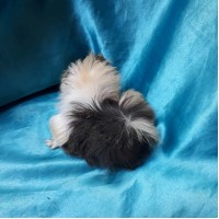 Ginepig Peruvian Guinea Pig Dişi Sahiplednirildi