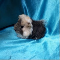 Ginepig Peruvian Guinea Pig Dişi Sahiplednirildi