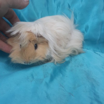 020-0709 Ginepig Peruvian Guinea Pig Dişi Rezerve İstanbul 020-0709 Ginepig Peruvian Guinea Pig Dişi Rezerve İstanbul