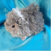 Ginepig Kıvırcık Guinea Pig Erkek Sahiplendirildi Ginepig Kıvırcık Guinea Pig Erkek Sahiplendirildi