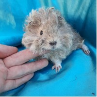 Ginepig Kıvırcık Guinea Pig Erkek Sahiplendirildi Ginepig Kıvırcık Guinea Pig Erkek Sahiplendirildi