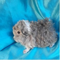 Ginepig Kıvırcık Guinea Pig Erkek Sahiplendirildi Ginepig Kıvırcık Guinea Pig Erkek Sahiplendirildi