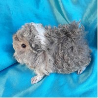 Ginepig Kıvırcık Guinea Pig Erkek Sahiplendirildi Ginepig Kıvırcık Guinea Pig Erkek Sahiplendirildi