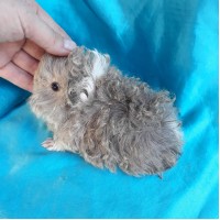 Ginepig Kıvırcık Guinea Pig Erkek Sahiplendirildi Ginepig Kıvırcık Guinea Pig Erkek Sahiplendirildi