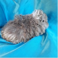 Ginepig Kıvırcık Guinea Pig Erkek Sahiplendirildi Ginepig Kıvırcık Guinea Pig Erkek Sahiplendirildi