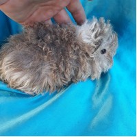 Ginepig Kıvırcık Guinea Pig Erkek Sahiplendirildi Ginepig Kıvırcık Guinea Pig Erkek Sahiplendirildi