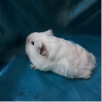Guinea Pig Sheltie Ginepig Erkek Sahiplendirildi Duzce Guinea Pig Sheltie Ginepig Erkek Sahiplendirildi Duzce