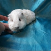 Guinea Pig Sheltie Ginepig Erkek Sahiplendirildi Duzce Guinea Pig Sheltie Ginepig Erkek Sahiplendirildi Duzce