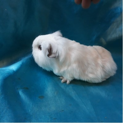 Guinea Pig Sheltie Ginepig Erkek Sahiplendirildi Duzce Guinea Pig Sheltie Ginepig Erkek Sahiplendirildi Duzce