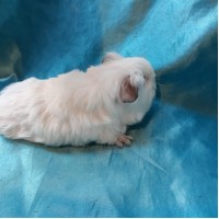 Guinea Pig Sheltie Ginepig Erkek Sahiplendirildi Duzce Guinea Pig Sheltie Ginepig Erkek Sahiplendirildi Duzce