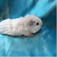 Guinea Pig Sheltie Ginepig Erkek Sahiplendirildi Duzce Guinea Pig Sheltie Ginepig Erkek Sahiplendirildi Duzce