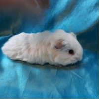 Guinea Pig Sheltie Ginepig Erkek Sahiplendirildi Duzce Guinea Pig Sheltie Ginepig Erkek Sahiplendirildi Duzce