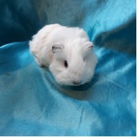 Guinea Pig Sheltie Ginepig Erkek Sahiplendirildi Duzce Guinea Pig Sheltie Ginepig Erkek Sahiplendirildi Duzce