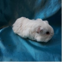 Guinea Pig Sheltie Ginepig Erkek Sahiplendirildi Duzce Guinea Pig Sheltie Ginepig Erkek Sahiplendirildi Duzce