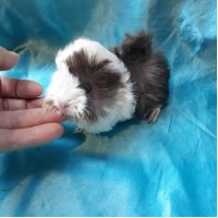 Ginepig Peruvian Guinea Pig Dişi Sahiplednirildi