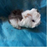 Ginepig Peruvian Guinea Pig Dişi Sahiplednirildi