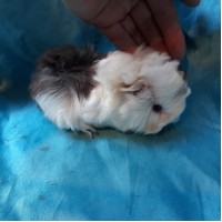 Ginepig Peruvian Guinea Pig Dişi Sahiplednirildi
