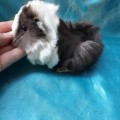 Ginepig Peruvian Guinea Pig Dişi Sahiplednirildi