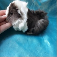Ginepig Peruvian Guinea Pig Dişi Sahiplednirildi