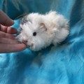 Ginepig Peruvian Guinea Pig Dişi  Sahiplendirildi İst.