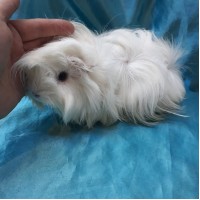 Ginepig Peruvian Guinea Pig Dişi Sahiplendirildi Adapazarı Ginepig Peruvian Guinea Pig Dişi Sahiplendirildi Adapazarı