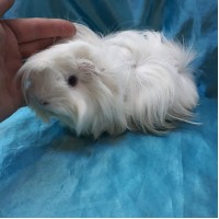 Ginepig Peruvian Guinea Pig Dişi Sahiplendirildi Adapazarı Ginepig Peruvian Guinea Pig Dişi Sahiplendirildi Adapazarı