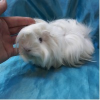 Ginepig Peruvian Guinea Pig Dişi Sahiplendirildi Adapazarı Ginepig Peruvian Guinea Pig Dişi Sahiplendirildi Adapazarı