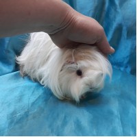 Ginepig Peruvian Guinea Pig Dişi Sahiplendirildi Adapazarı Ginepig Peruvian Guinea Pig Dişi Sahiplendirildi Adapazarı