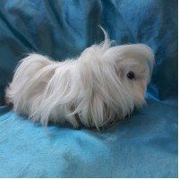 Ginepig Peruvian Guinea Pig Dişi Sahiplendirildi Adapazarı Ginepig Peruvian Guinea Pig Dişi Sahiplendirildi Adapazarı
