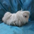 Ginepig Peruvian Guinea Pig Dişi Sahiplendirildi Adapazarı