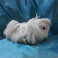 Ginepig Peruvian Guinea Pig Dişi Sahiplendirildi Adapazarı Ginepig Peruvian Guinea Pig Dişi Sahiplendirildi Adapazarı