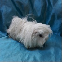 Ginepig Peruvian Guinea Pig Dişi Sahiplendirildi Adapazarı Ginepig Peruvian Guinea Pig Dişi Sahiplendirildi Adapazarı