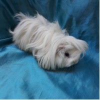 Ginepig Peruvian Guinea Pig Dişi Sahiplendirildi Adapazarı Ginepig Peruvian Guinea Pig Dişi Sahiplendirildi Adapazarı