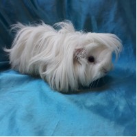 Ginepig Peruvian Guinea Pig Dişi Sahiplendirildi Adapazarı Ginepig Peruvian Guinea Pig Dişi Sahiplendirildi Adapazarı