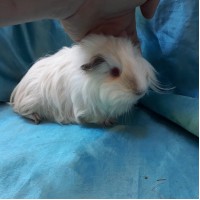 Guinea Pig Sheltie Ginepig Dişi Sahiplendirildi İstanbul