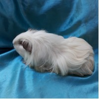 Guinea Pig Sheltie Ginepig Dişi Sahiplendirildi İstanbul