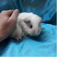 Guinea Pig Sheltie Ginepig Dişi Sahiplendirildi İstanbul