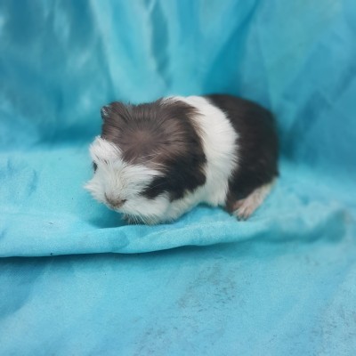 020-0812 Ginepig Coronet Guinea Pig Erkek Ereğli