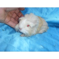 Ginepig Coronet Safkan Guinea Pig Dişi Sahiplendirildi Yalova