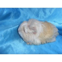 Ginepig Coronet Safkan Guinea Pig Dişi Sahiplendirildi Yalova