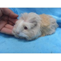 Ginepig Coronet Safkan Guinea Pig Dişi Sahiplendirildi Yalova