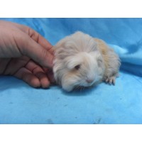 Ginepig Coronet Safkan Guinea Pig Dişi Sahiplendirildi Yalova