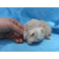 Ginepig Coronet Safkan Guinea Pig Dişi Sahiplendirildi Yalova