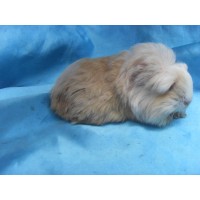 Ginepig Coronet Safkan Guinea Pig Dişi Sahiplendirildi Yalova