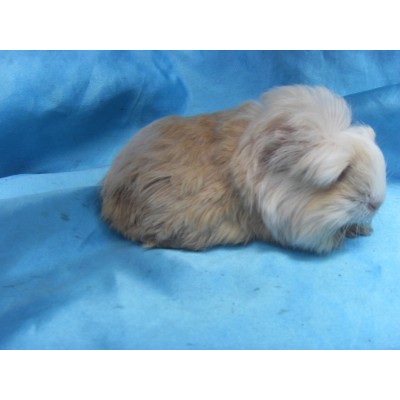 Ginepig Coronet Safkan Guinea Pig Dişi Sahiplendirildi Yalova