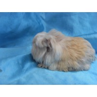 Ginepig Coronet Safkan Guinea Pig Dişi Sahiplendirildi Yalova