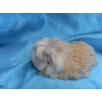 Ginepig Coronet Safkan Guinea Pig Dişi Sahiplendirildi Yalova