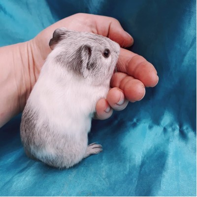 019-0925-Guinea-Pig-Dutch-Hollanda-Safkan-Ginepig-Erkek rezerve istanbul 019-0925-Guinea-Pig-Dutch-Hollanda-Safkan-Ginepig-Erkek rezerve istanbul