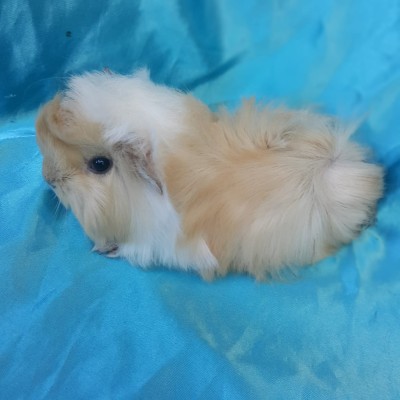 020-0906 Ginepig Peruvian Guinea Pig Dişi Sahiplendirildi Gönen 020-0906 Ginepig Peruvian Guinea Pig Dişi Sahiplendirildi Gönen